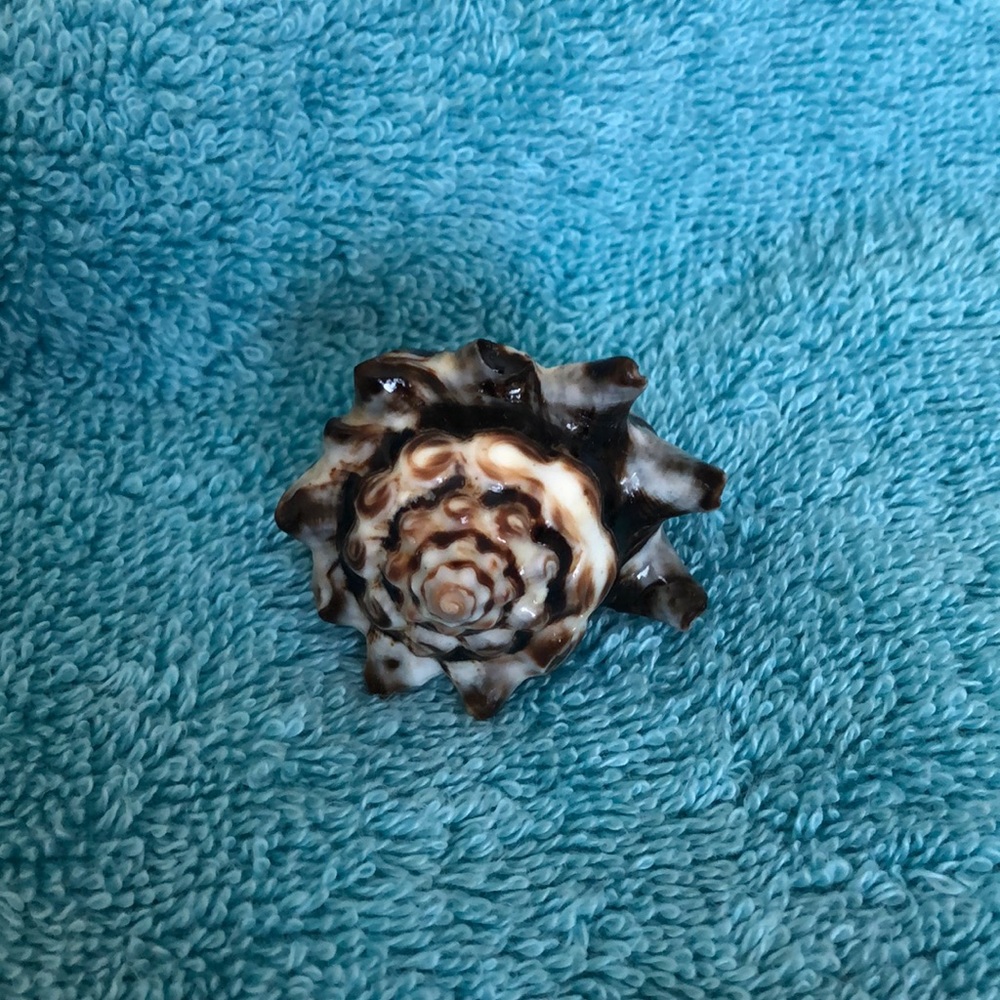 Shell Ring - Picture 5 of 7